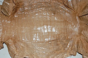 tan alligator hide, gator skin, leather