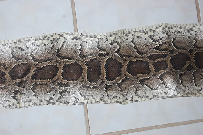 Python Snake Skin Leather Hide