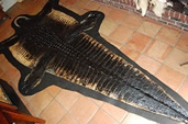 Alligator Gator taxidermy Hornback rug 