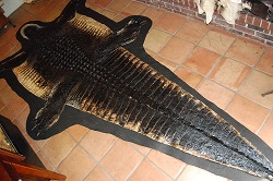 hornback rug, alligator taxidermy  rug mount
