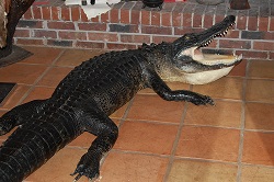 alligator gator taxidermy full mount