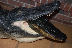 alligator taxidermy gator head full mount