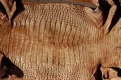 bark tan alligator hide, gator leather/skin