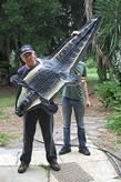 Alligator Gator Trophy rug mount Taxiderm