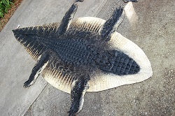 alligator taxidermy, hornback rug gator skin, rug mount