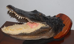 alligator head mount gator head taxidermy