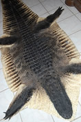 alligator taxidermy gator rug hornback rug mount