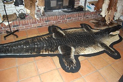 Alligator taxidermy trophy mount gator 