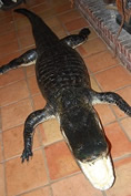 alligator full mount gator taxidermy