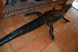 alligator taxidermy full mount, gator trophy mount gator skin