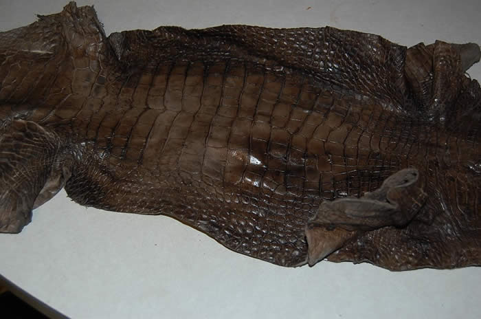 Black alligator hides, dark brown gator leather/skin