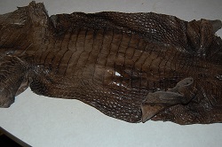 bark tan alligator hide, gator leather/skin