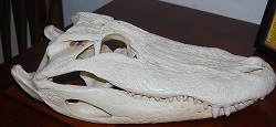 alligator skull gator taxidermy
