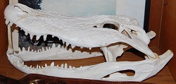 alligator skull, gator skull head taxidermy
