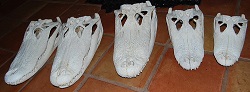 Alligator Skull  gator taxidermy