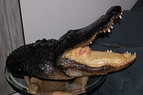 alligator head, alligator head mount taxidermy gator head