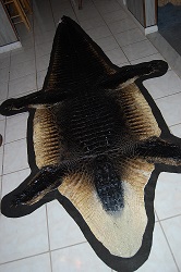 Alligator taxidermy, gator hornback rug, rug mount