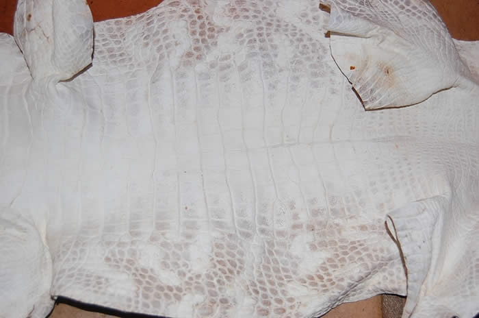 CRUSTED alligator hide, gator leather/skin