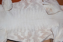 bark tan alligator hide, gator leather/skin