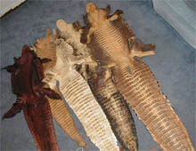 alligator, skin, hydes, hides, tail, leather