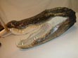 alligator, skin, hydes, hides, tail, leather