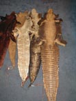 alligator, skin, hydes, hides, tail, leather