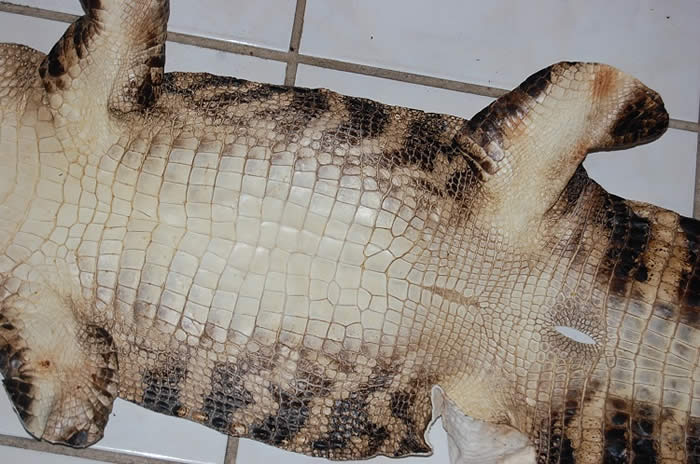 bark tan alligator hide, gator leather/skin