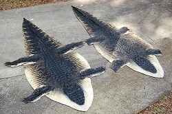 hornback alligator hides, gator rug taxidermy